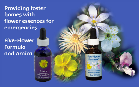 Five-Flower Formula