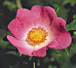 Calif. Wild Rose