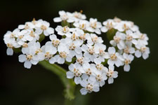 yarrow
