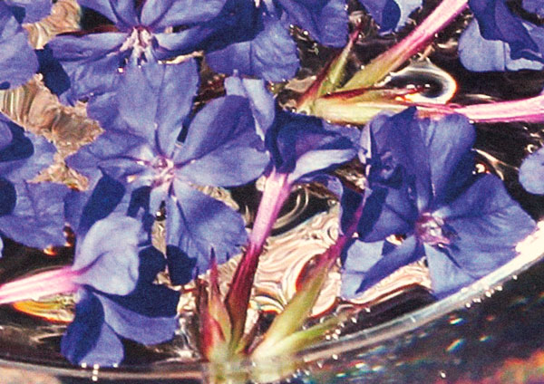 cerato bowl with water patterning