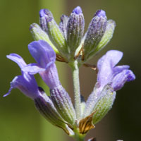 lavendar
