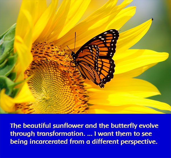 sunflower with butterfly