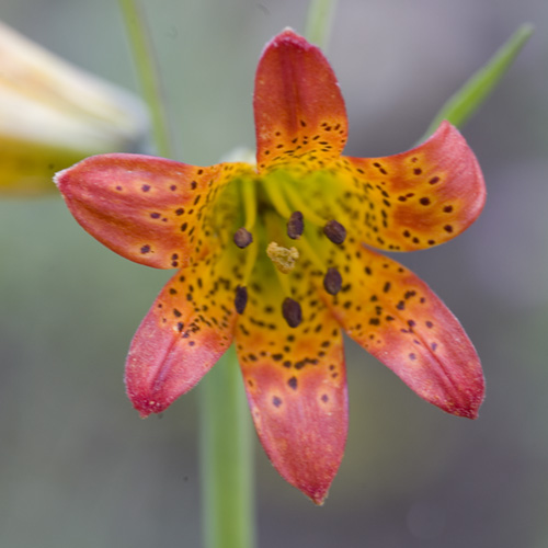 Alpine Lily