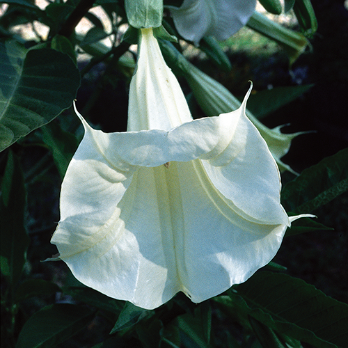 Angel's Trumpet