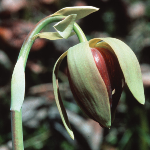 California Pitcher Plant