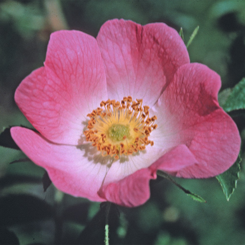 California Wild Rose
