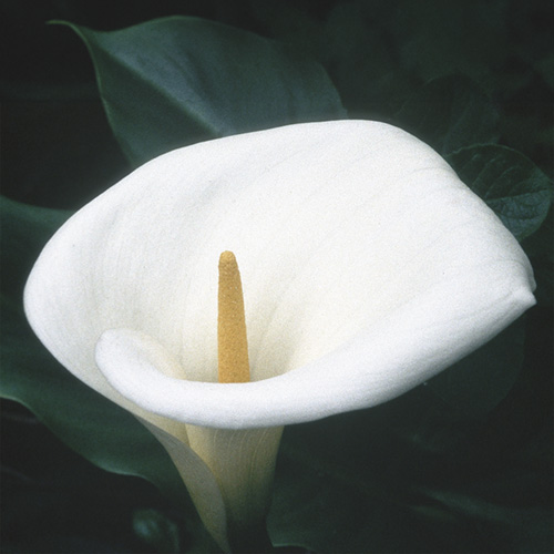 Calla Lily