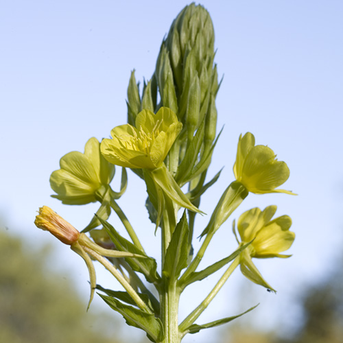 Evening Primrose