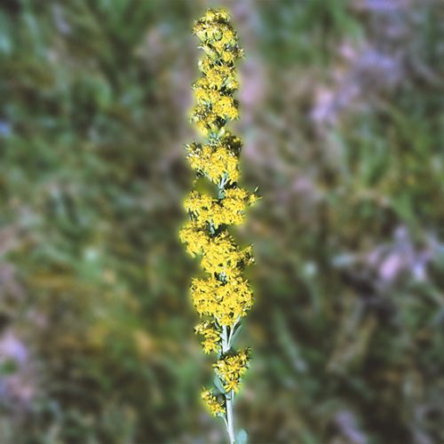 Goldenrod