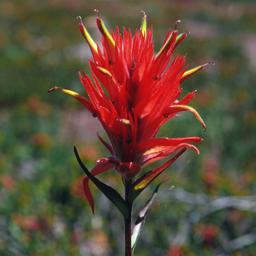 Indian Paintbrush