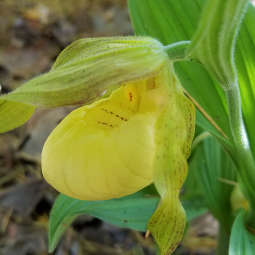 Lady's Slipper