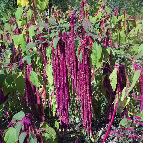 Love-Lies-Bleeding