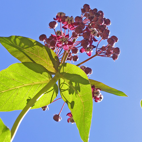Milkweed