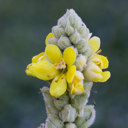 Mullein