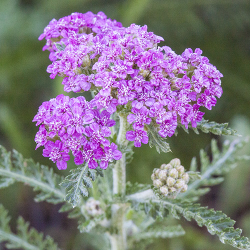 Pink Yarrow