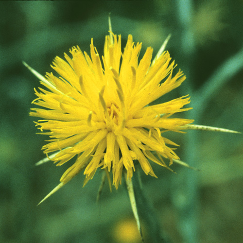 Star Thistle