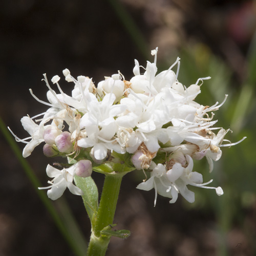 California Valerian