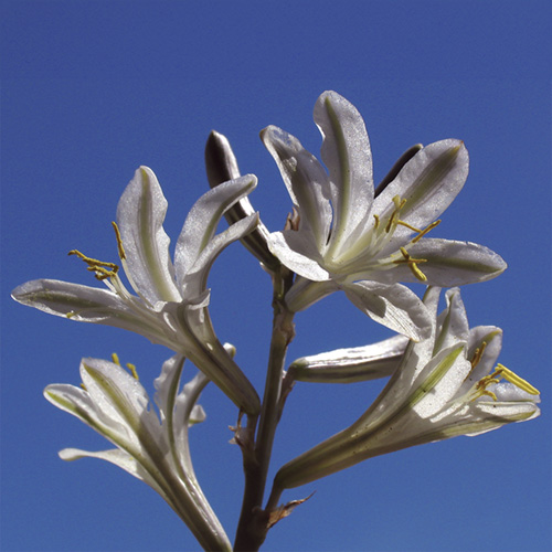 Desert Lily