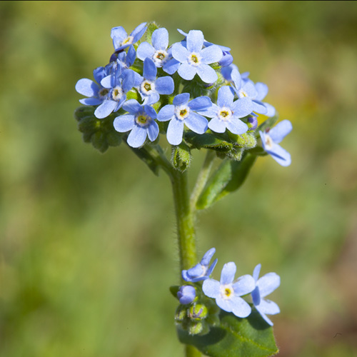 Mountain Forget-Me-Not