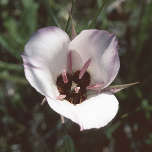 Splendid Mariposa Lily