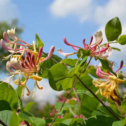 Honeysuckle