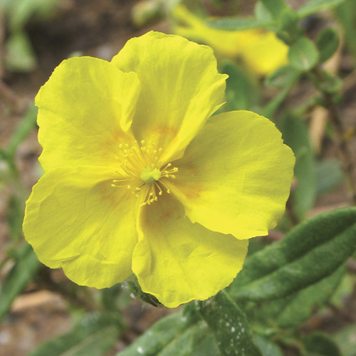 Rock Rose