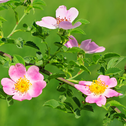 Wild Rose