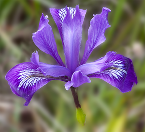 Wild Iris