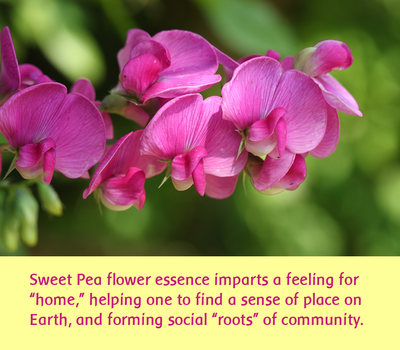 Sweet Pea feeling for home